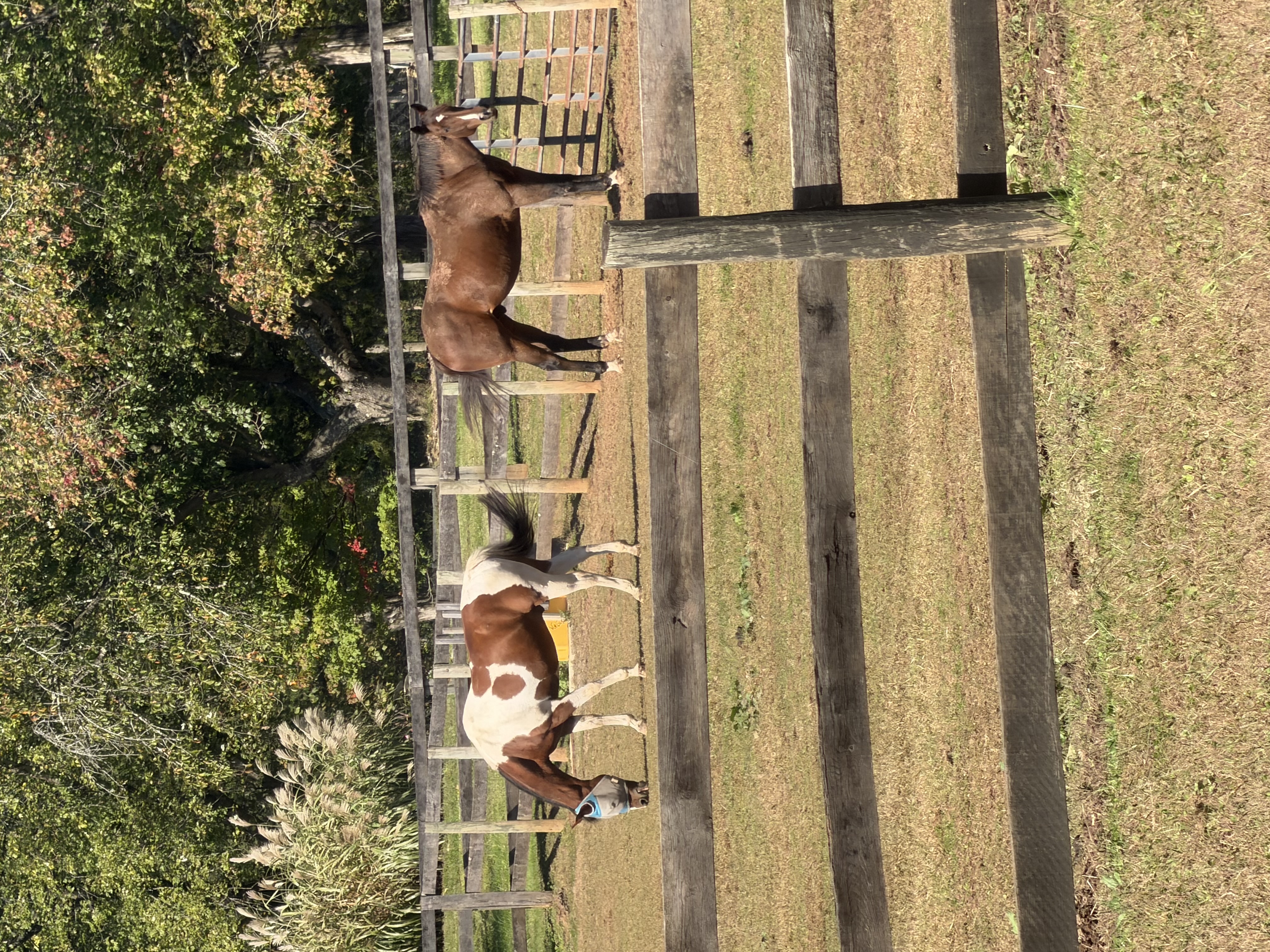 A bay horse standing in profile at the farm