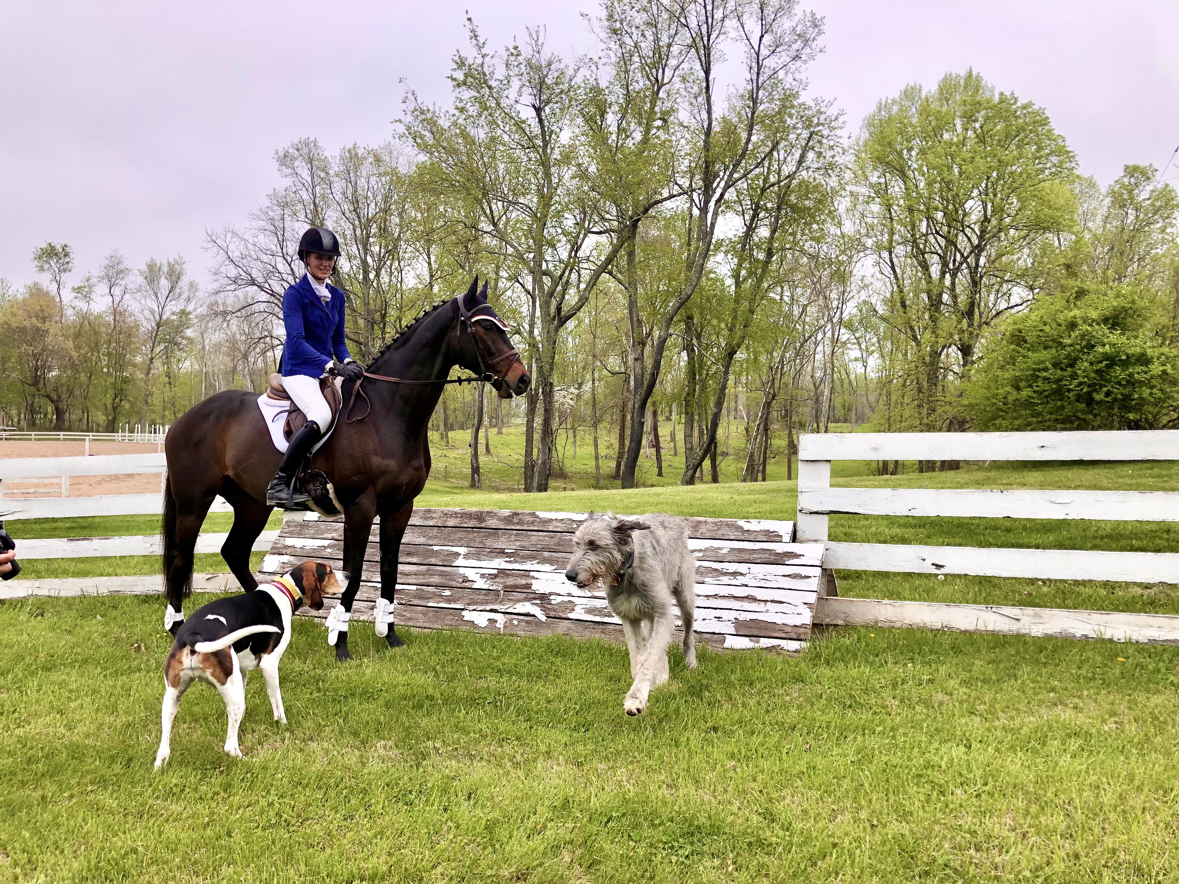 A Cudo rider grooming before a lesson